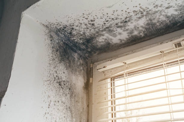 Affordable Black Mold Remediation solutions in Glencoe, MN